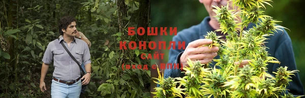 прущие грибы Балахна